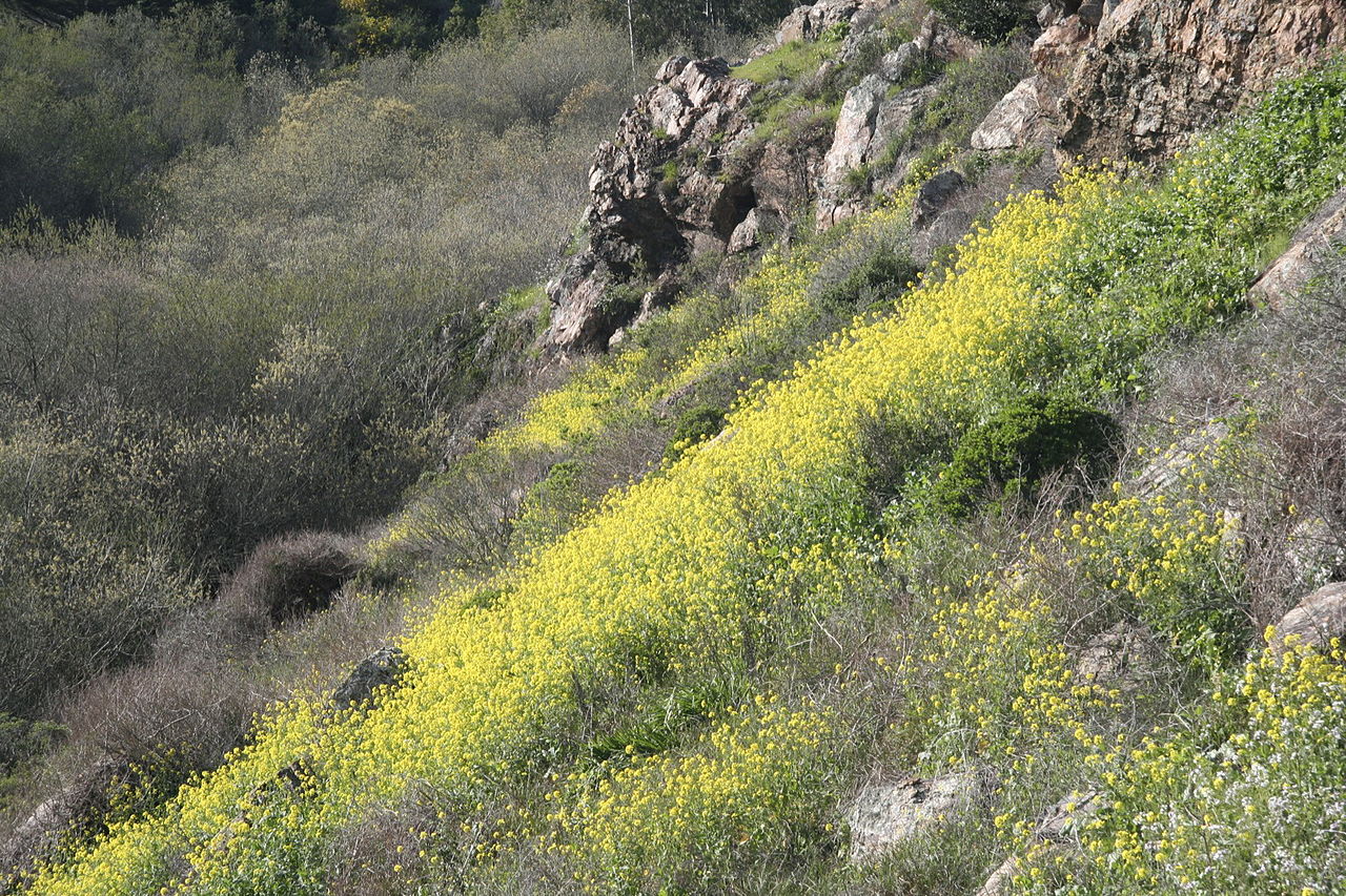 Spring in Glen Canyon Park in San Francisco (Photo/Wikimedia-Rebecca Sun CC BY-SA 2.0)