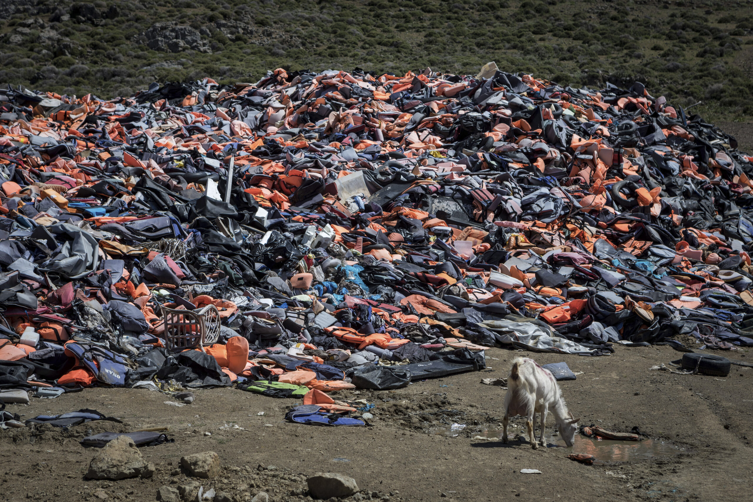 a huge pile of life jackets on a beach -- a goat stands nearby