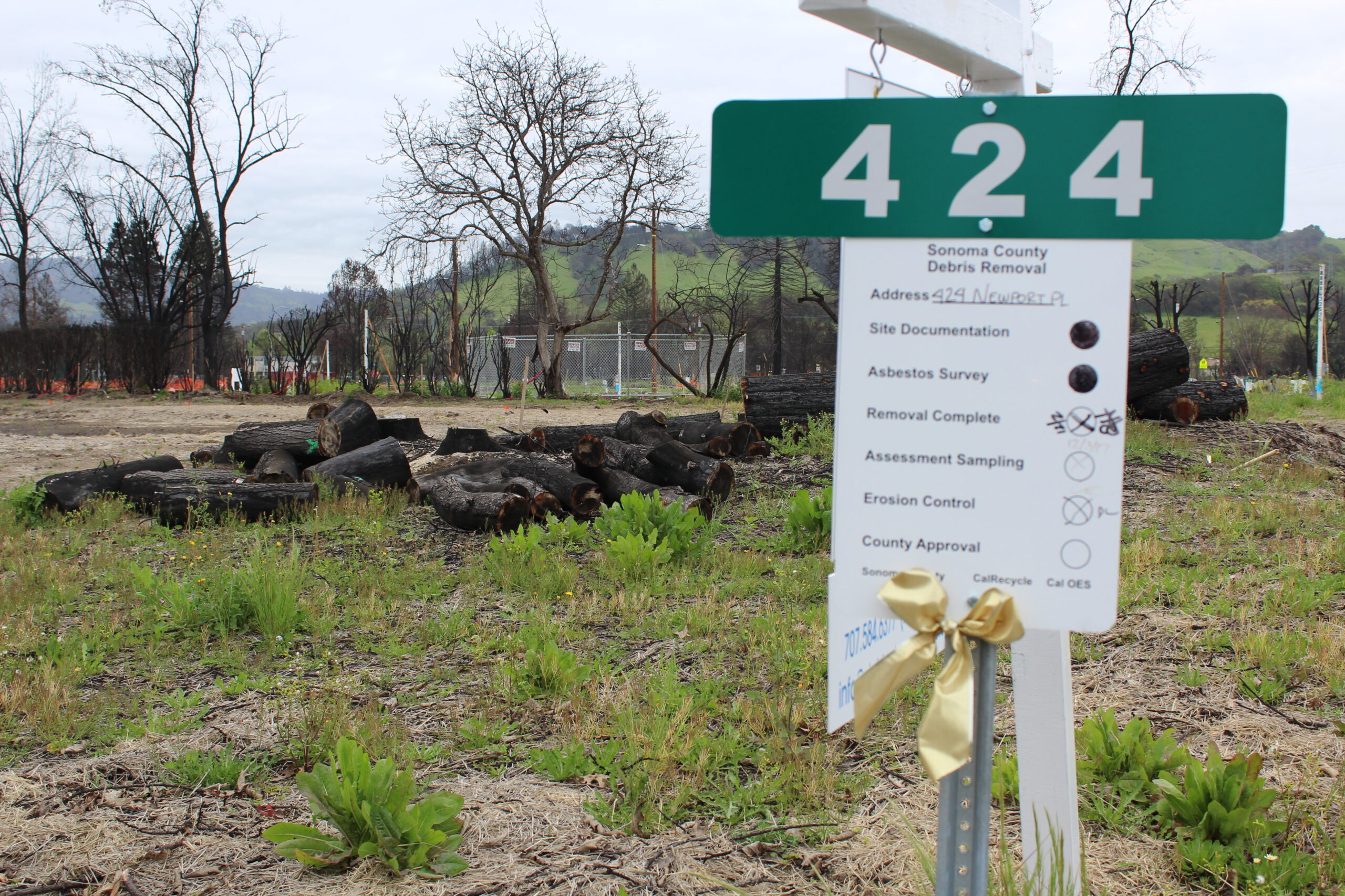 At an empty lot in the former fire zone, new green growth mixes with charred remains of trees, April 2018. (Photo/Rob Gloster)