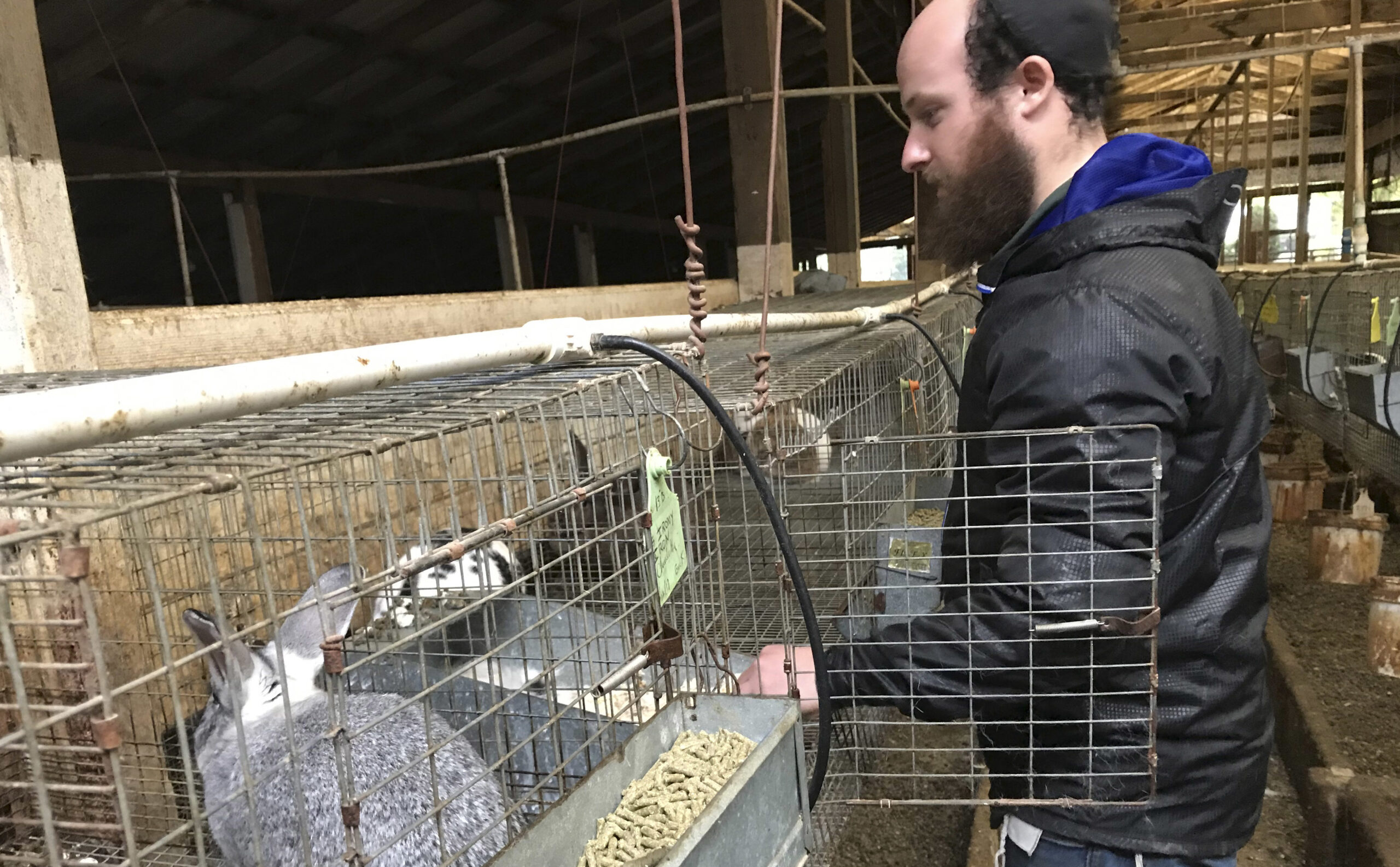 Rabbi Mendel Rice tends to the rabbits. (Photo/Alix Wall)