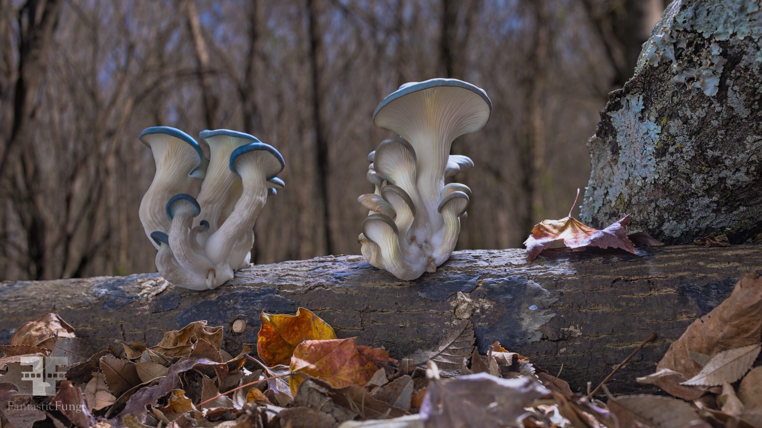 A pair of Blue Oyster mushrooms, seen in the documentary "Fantastic Fungi" (Photo/Courtesy Greta Zagarino-Greta Rose Agency)