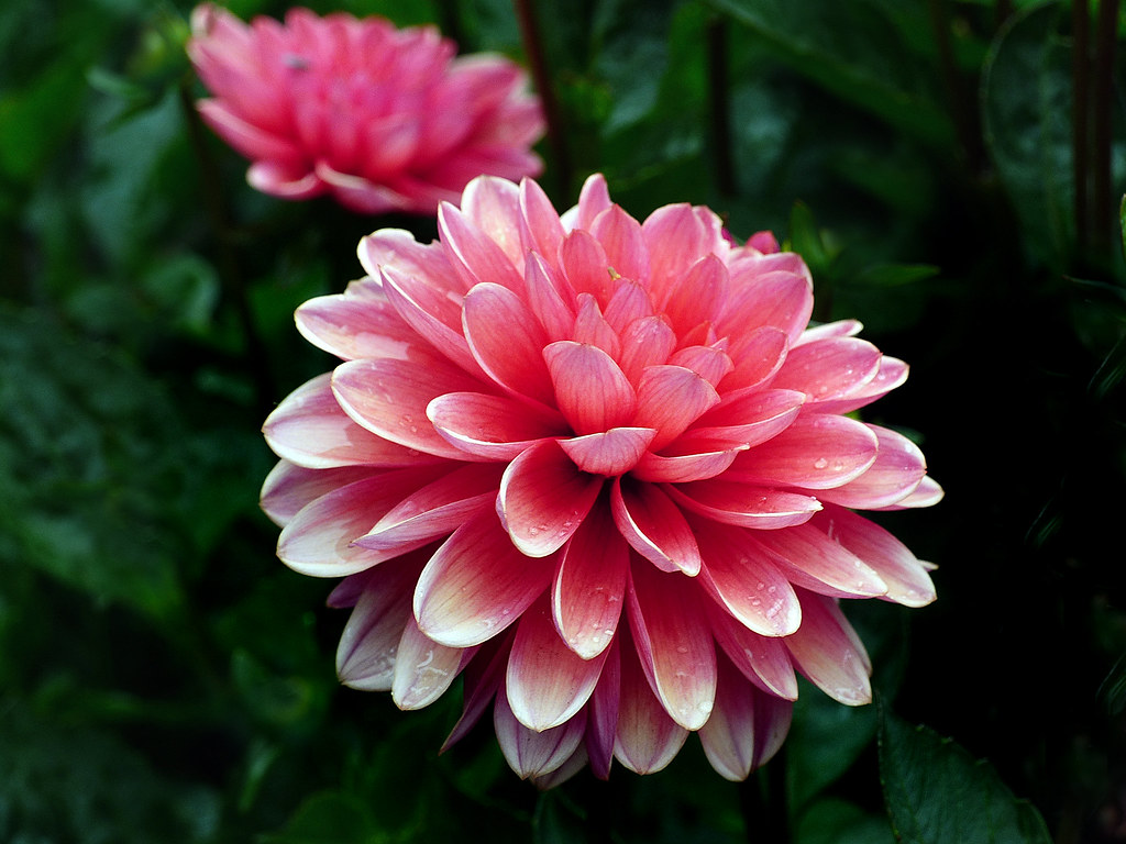 a pink flower