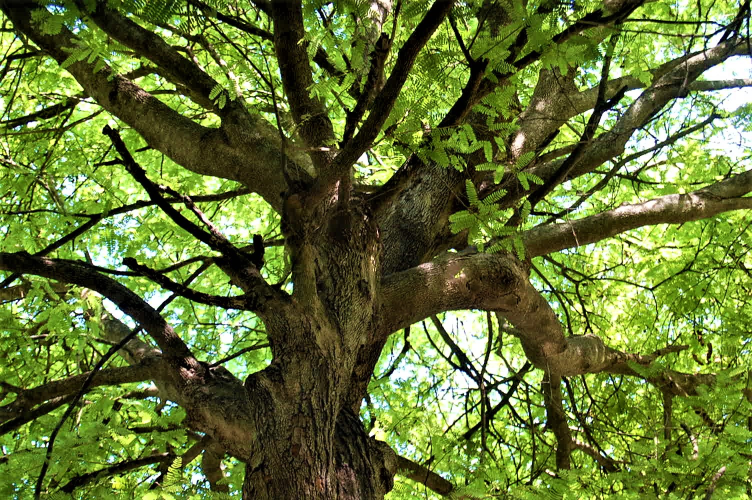 the canopy of a tall tree, seen from below