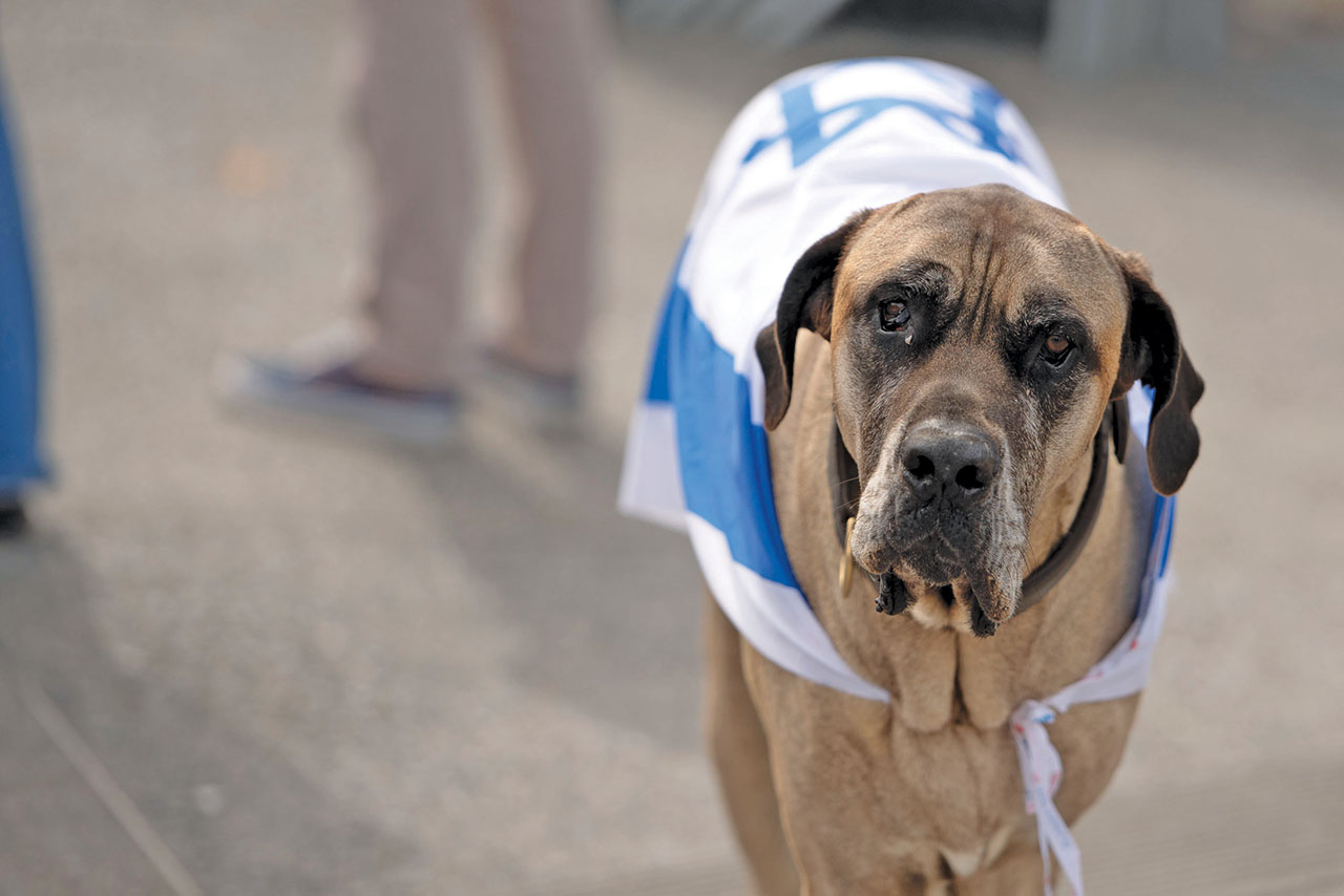 This pro-Israel canine attended a rally demanding Hamas release hostages the Israeli hostages held in Gaza at Civic Center Plaza in San Francisco, Oct. 12, 2023. (Photo/Aaron Levy-Wolins)