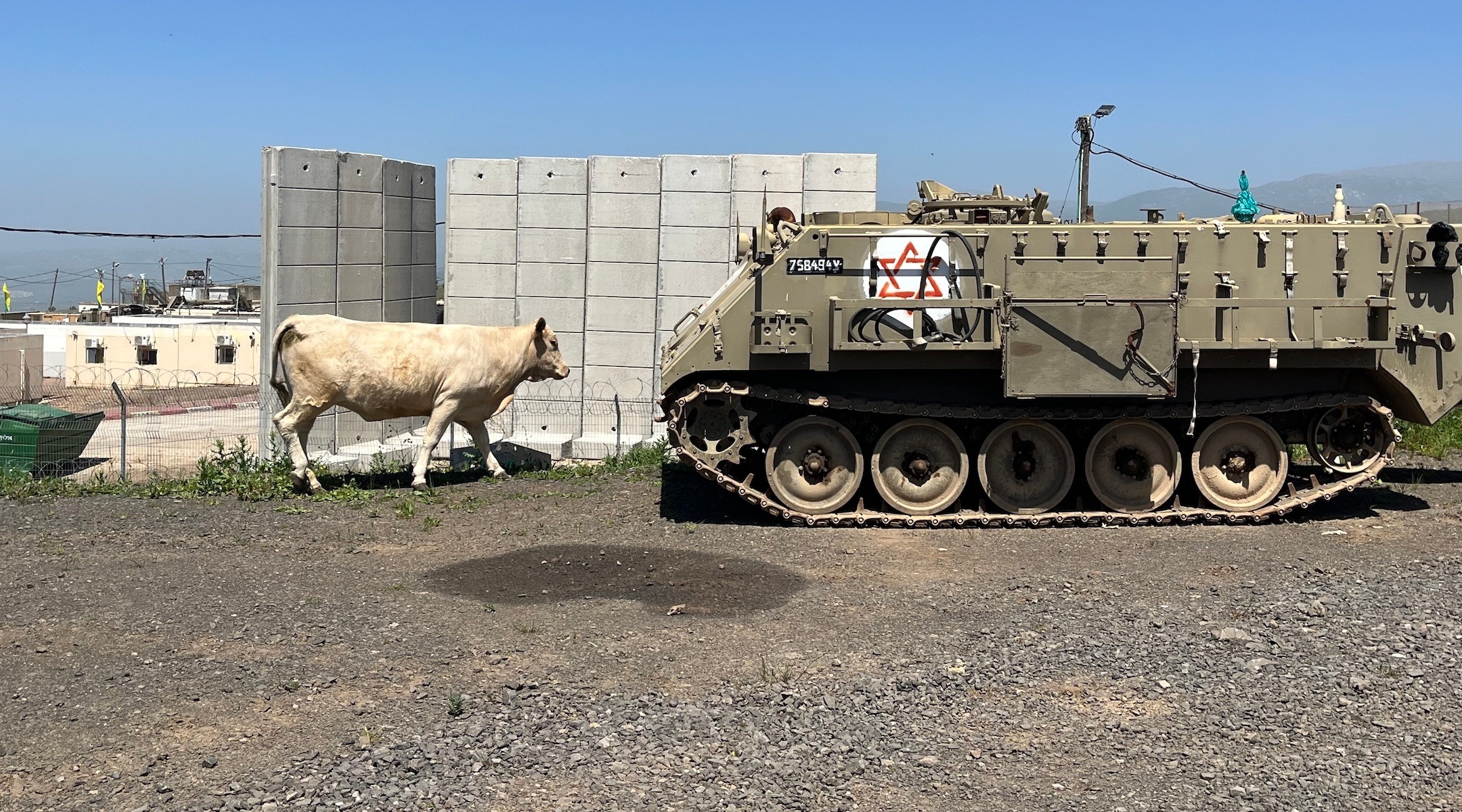 Military vehicles and cows are common sights in the Golan Heights, but are usually not seen together. (Photo/JTA-Uriel Heilman)