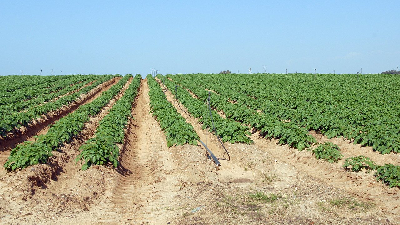 Crops growing at Givat Hen in Israel in 2013. (Photo/Wikimedia via PikiWiki CC BY 2.5)