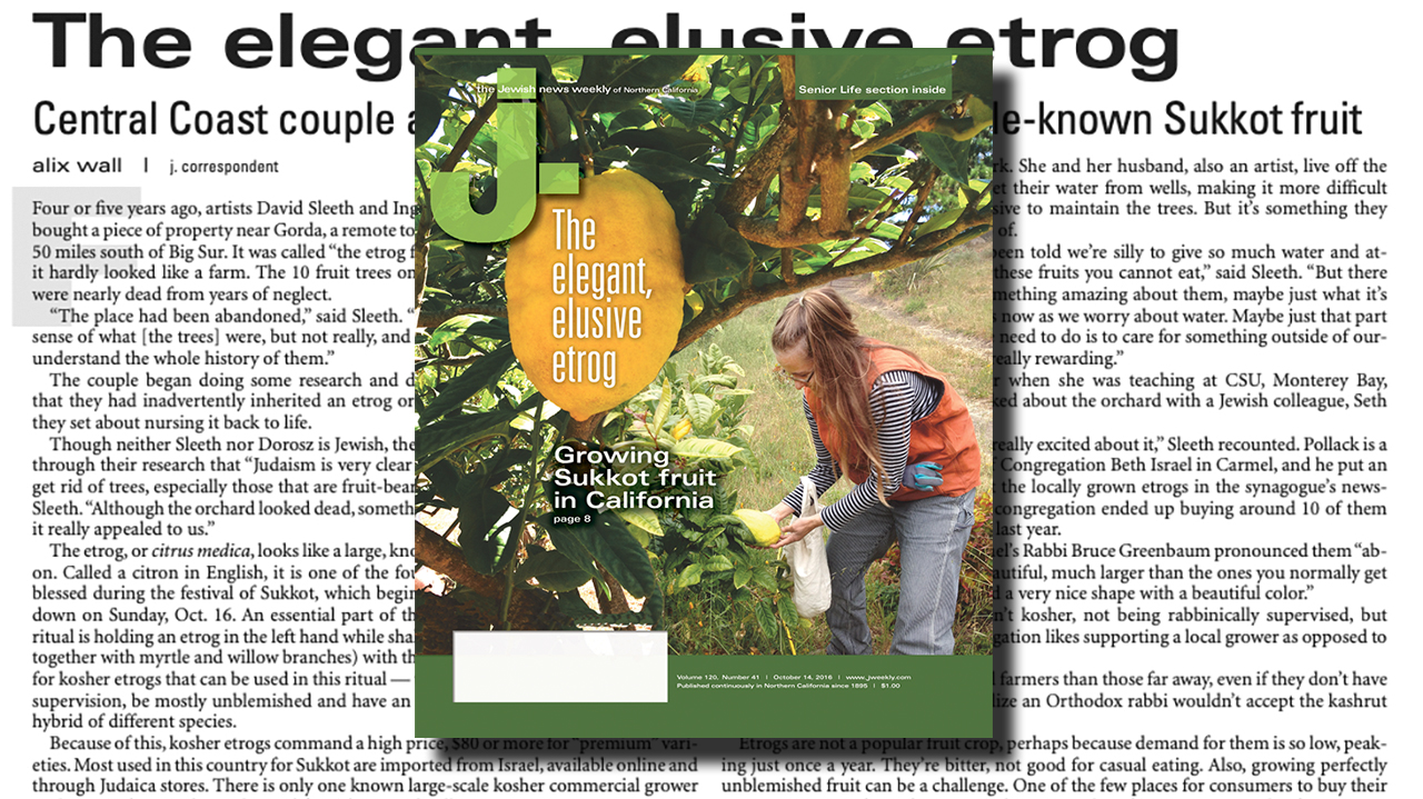 Our Oct. 14, 2016 cover story was about a pair of California etrog growers.