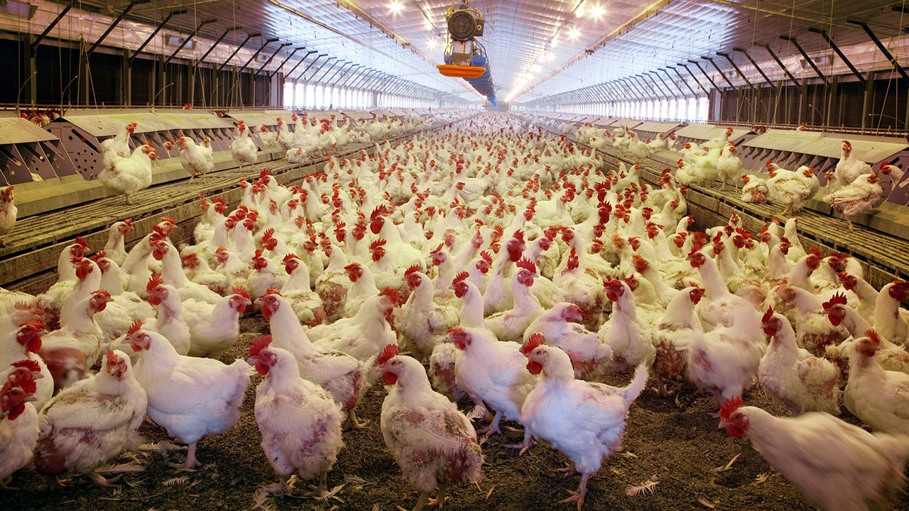 A poultry factory farm. (Carol Highsmith via rawpixel.com CC0)