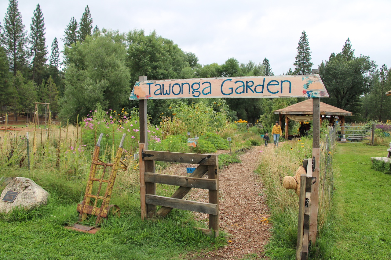 Camp Tawonga's garden at its peak during summer 2024. This summer a new Garden Kitchen will open next to the garden itself. (Courtesy)