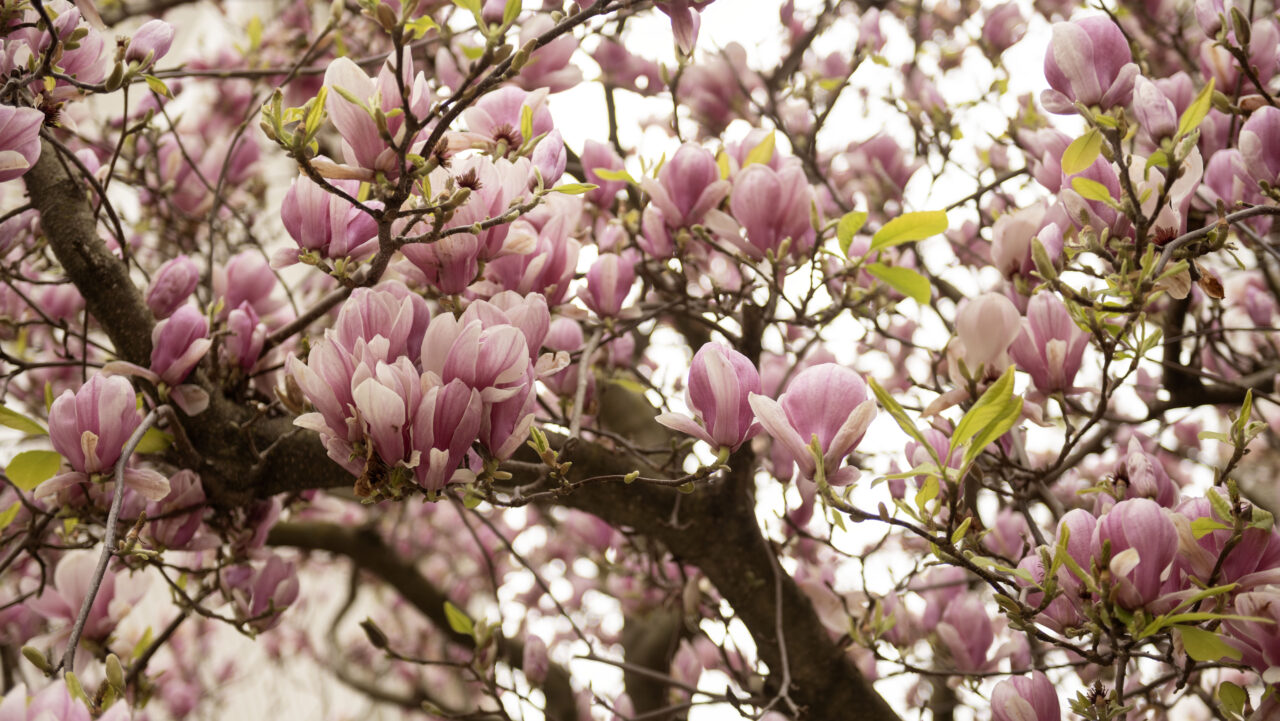 Magnolia tree