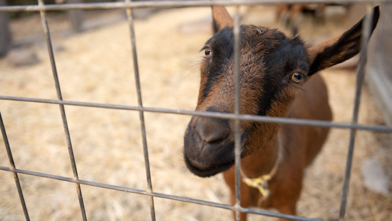 A goat stands near a fence at Berkeley’s Urban Adamah, which will host a Passover Family Festival on March 29. (Aaron Levy-Wolins/J. Staff)