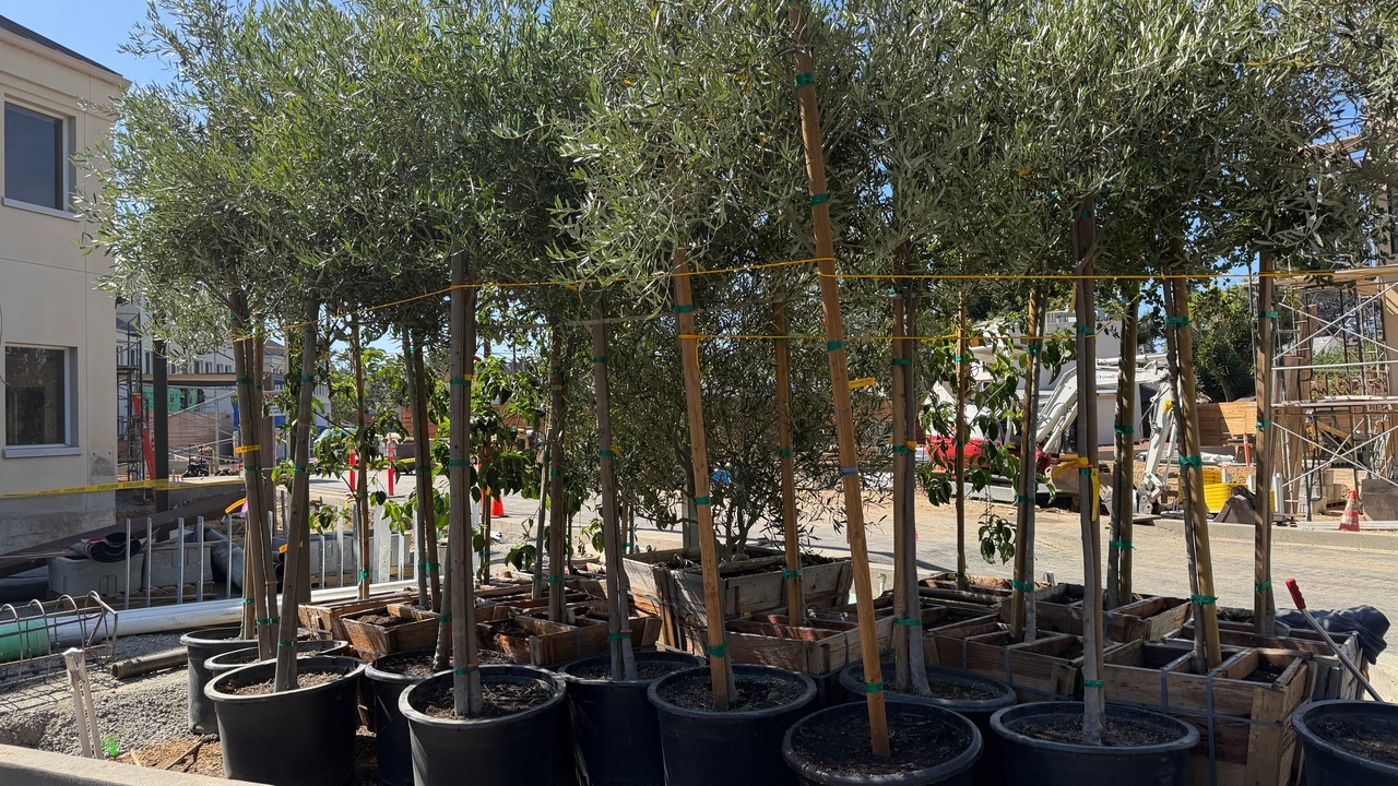 Olives trees
