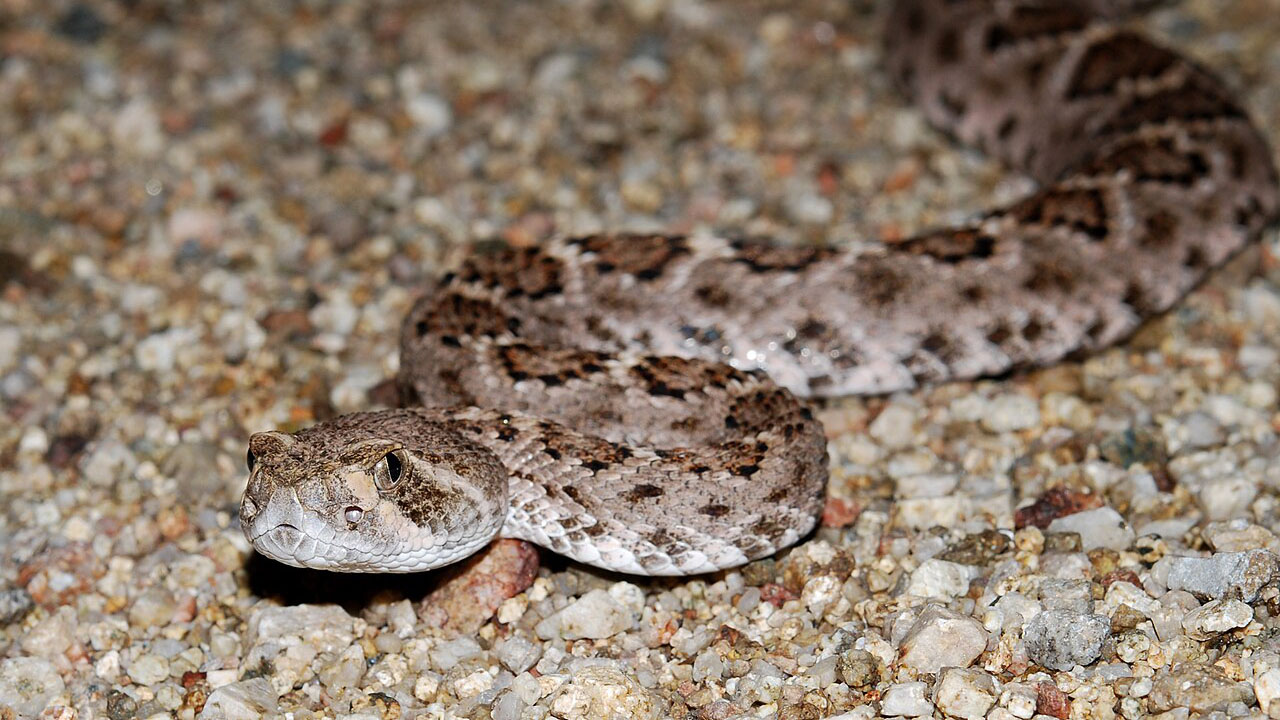 Western diamondback rattlesnakes are among the species found in Reno. (Geoff Gallice via Wikimedia Commons/CC BY 2.0)