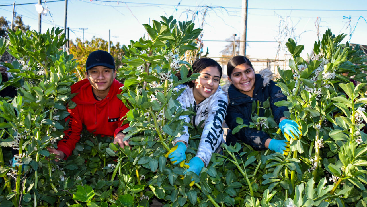 Plant2Plate, an organization that trains students in growing and cooking food, recently earned a $10,000 grant from the Jacques Pépin Foundation. (Courtesy)